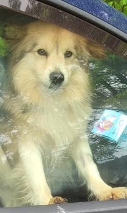 Yorgo, un tenero simil volpino Foto 4